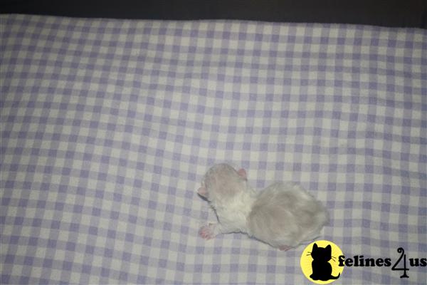sugrbabies Picture 1